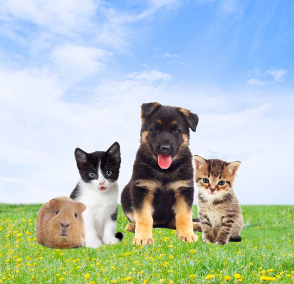 Traverse City Pets