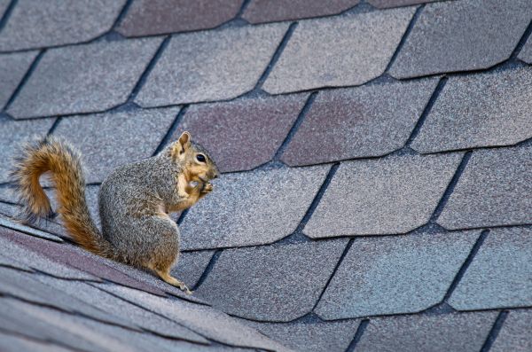 Traverse City Wildlife Removal