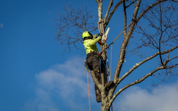 Traverse City Tree Removal